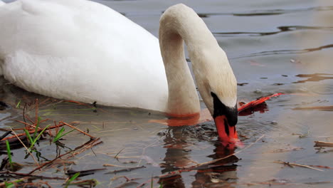 slow motion shot of swan picking up stick or piece of garbage polluting the water that it swims in