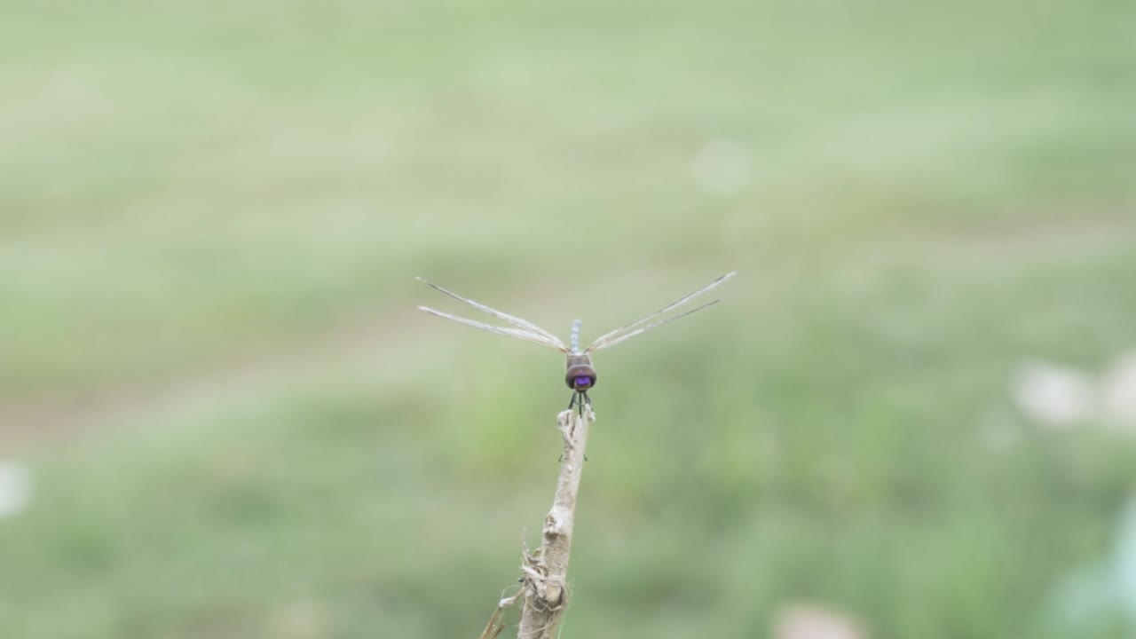 libélula con ojos enormes frente a la cámara moviéndose en un palo, se va volando