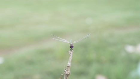 dragonfly with huge eyes facing the camera twitching on a stick, flies away