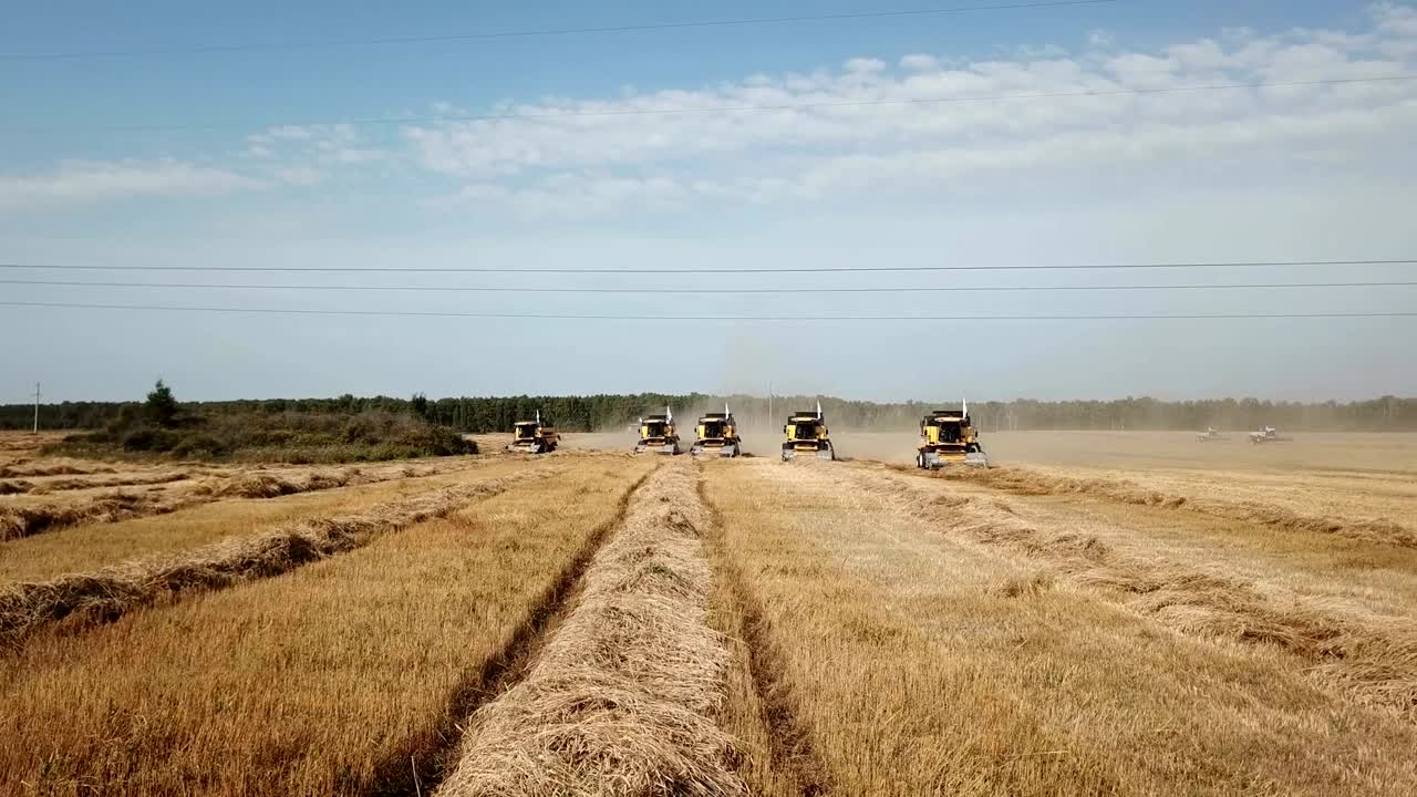 Harvesters harvest wheat