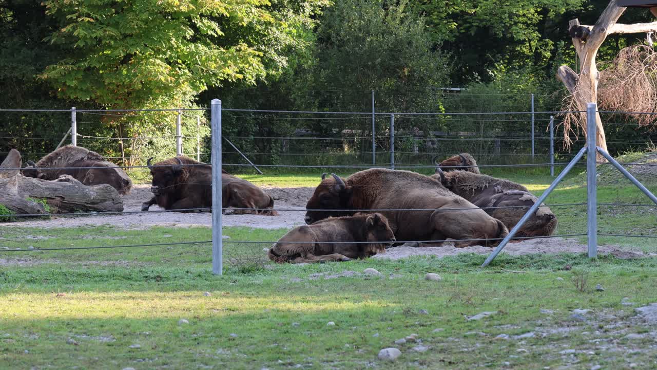 Family of bisons rolling in the dust and resting, establisher