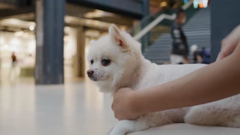 pomeranian dog in shopping center