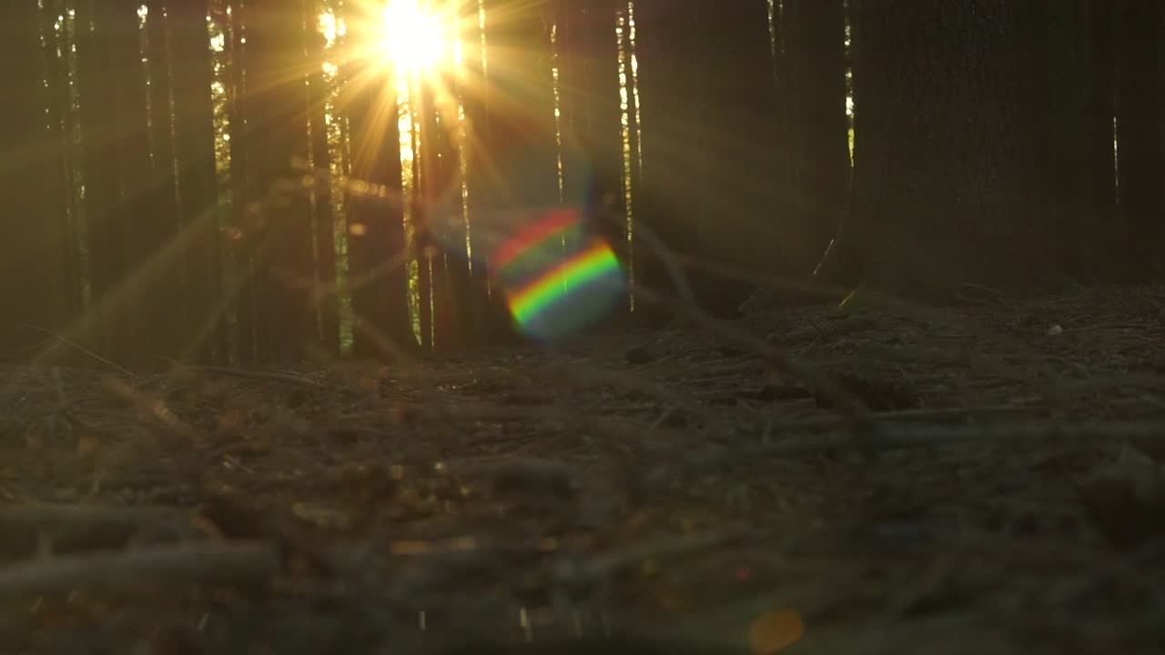 빛이 숲의 나무를 통해 빛나고 있습니다.