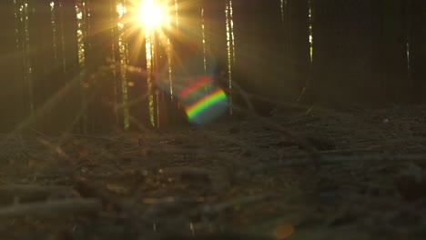 la luz del sol brilla a través de los árboles del bosque