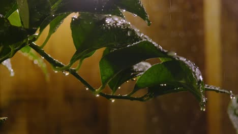 lemon tree leaves in the rain on a autumn night with warm back lighting and rain dripping off the wet leaves