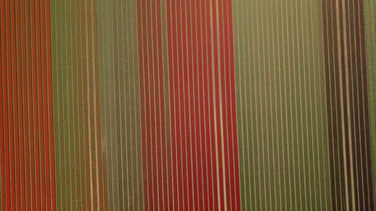 Aerial drone shot of top-down view over the beautiful tulip flowers field