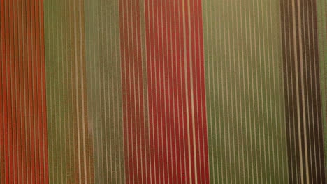 aerial drone shot of top-down view over the beautiful tulip flowers field