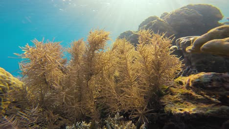 una toma estática bajo el agua que muestra la delicada belleza de las formaciones de arrecifes de coral suaves bañadas en la luz del sol