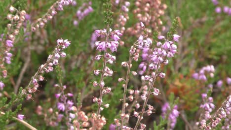 beautiful wildflowers waving in the wind