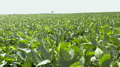 An-aerial-shot-of-soybean-field-ripening-at-spring-season,-agricultural-landscape