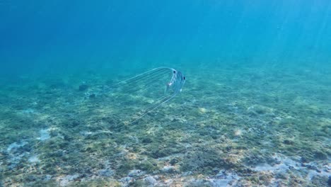 幼蟲在藍海中游泳 魚