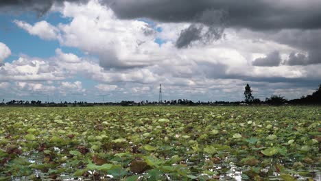 Zeitraffer-Eines-Lotusfeldes-Mit-Riesigen-Wogenden-Wolken