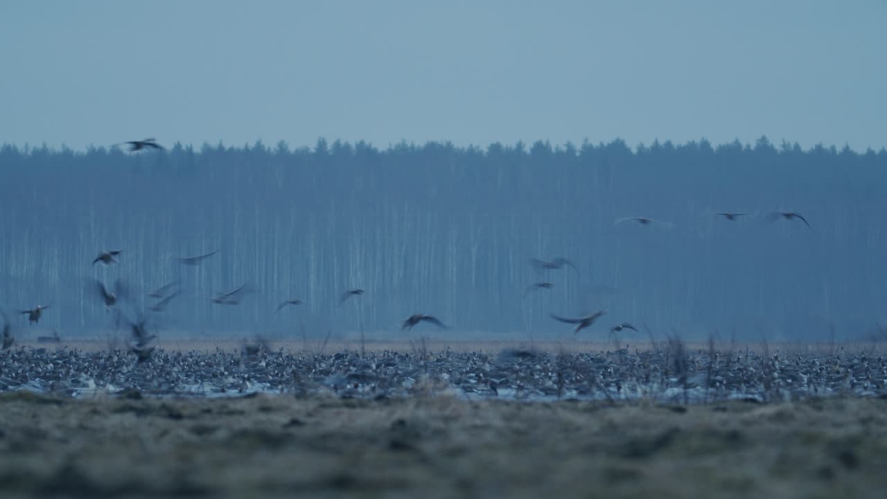 이른 아침 황혼에 봄철 이동하는 동안 기러기들이 들판에서 먹이를 주고 날아다닌다