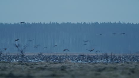 rebaño de gansos durante la migración de primavera a primera hora de la mañana al anochecer alimentándose y volando en el campo