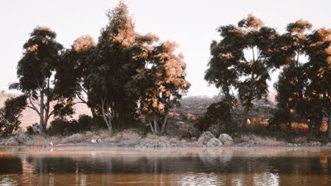 vista tranquila de la orilla del lago con árboles exuberantes y aguas serenas al anochecer