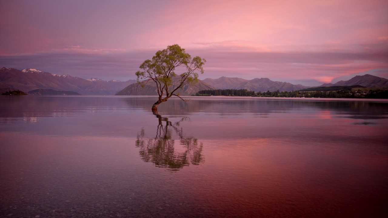 Lone beautiful tree rising above a clear lake before sunrise