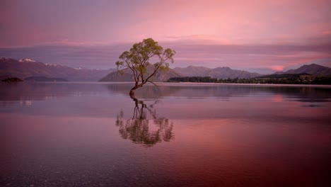 Einsamer-Schöner-Baum,-Der-Sich-Vor-Sonnenaufgang-über-Einem-Klaren-See-Erhebt