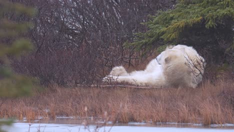 Oso-Polar-En-Cámara-Lenta-Tratando-De-Ponerse-Cómodo-Mientras-Toma-Una-Siesta-Entre-La-Maleza-Subártica-Y-Los-árboles-De-Churchill,-Manitoba