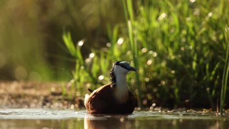 cámara lenta, clip a la altura de los ojos de una jacana africana bañándose en la luz de la mañana, zimanga sudáfrica