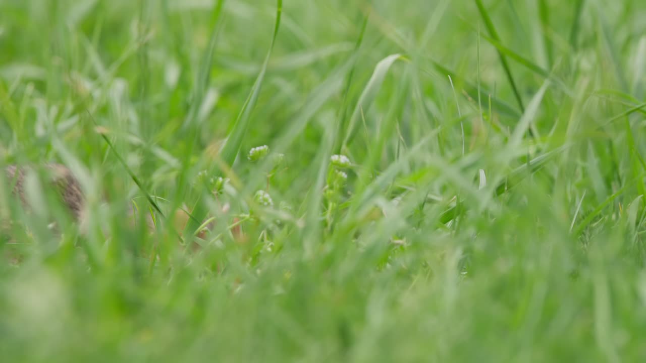 European hamster forages in green grass, showing natural behavior. The action is filmed in a grassy field during daylight, highlighting the small creature's movements and interactions