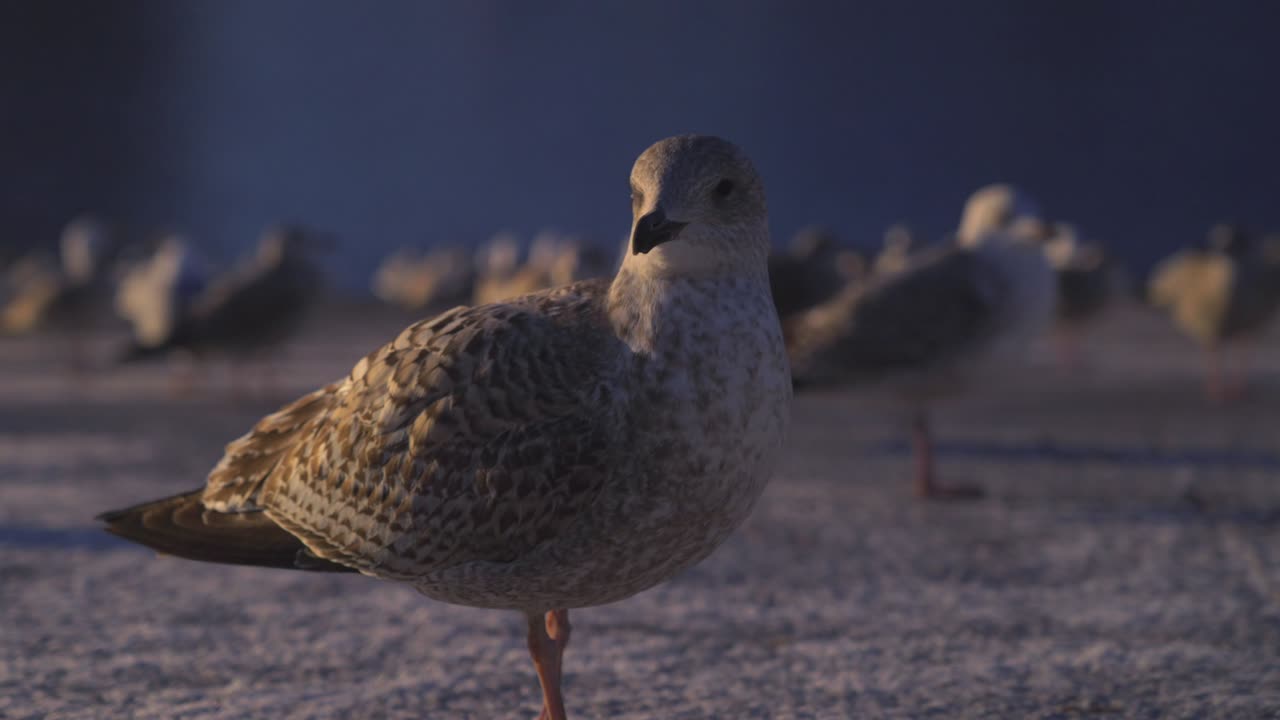 Close up Seagull Birds looking around nature wildlife animals Norwegian National Opera Oslo Opera House Norway Norge OsloFjord tourist attraction vibrant arctic circle golden hour sunset winter static