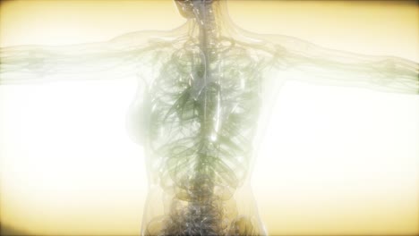 imagen de rayos x del cuerpo humano