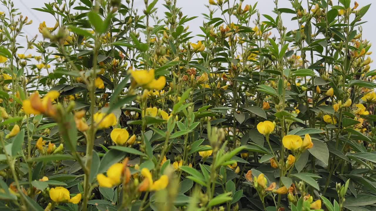 Tracking shot moving through a dense pigeon pea crop filled with green foliage and yellow flowers, capturing natural plant motion, layered depth, and agricultural growth in an open field