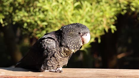 una cacatúa negra de cola roja posada en un riel de madera