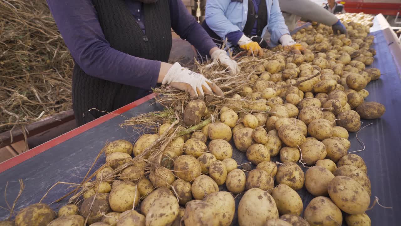 trabajadores de la fábrica limpiando patatas en la cinta transportadora.