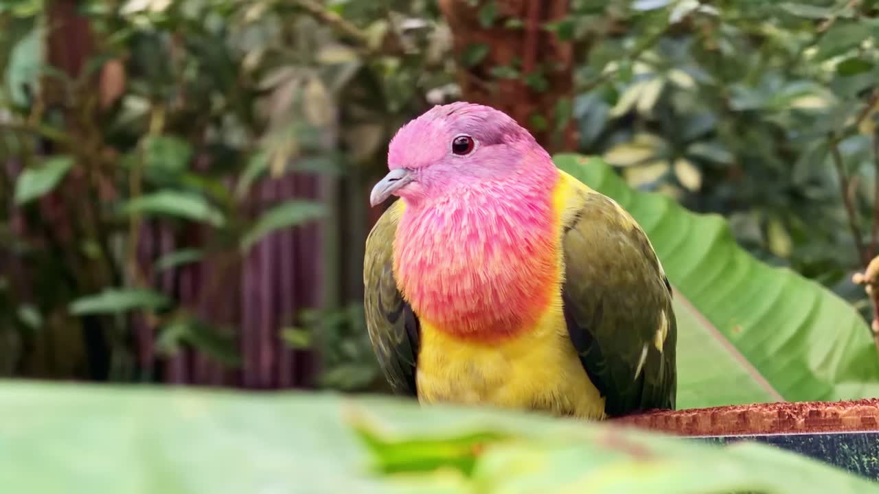 Primo piano di una colorata tortora frugivora Ptilinopus appollaiata con uno sfondo di fogliame tropicale e farfalle che volano dietro.