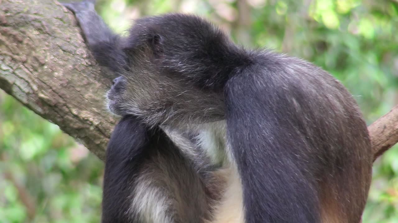 un mono araña se sienta en un árbol