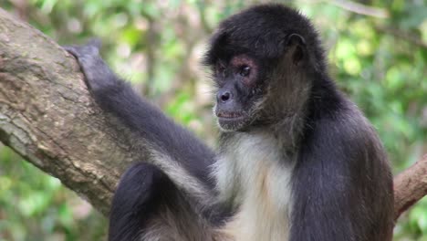 a spider monkey sits in a tree