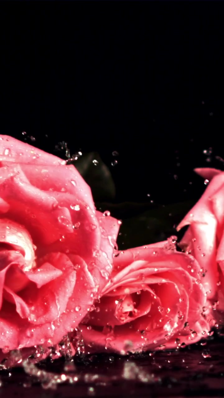 Rallentatore di rose rosa con gocce d'acqua su sfondo nero
