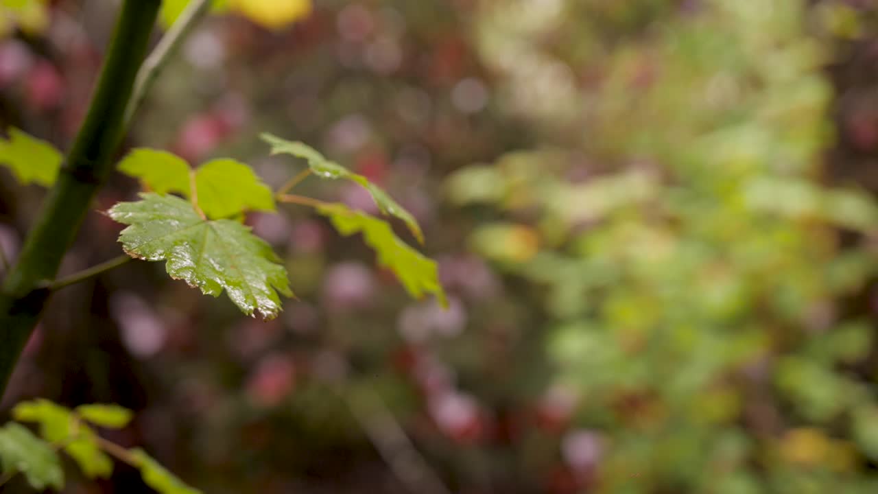 숲에서 잎의 총을 닫습니다