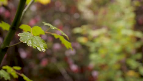 Close-up-shot-of-leaves-in-a-forest