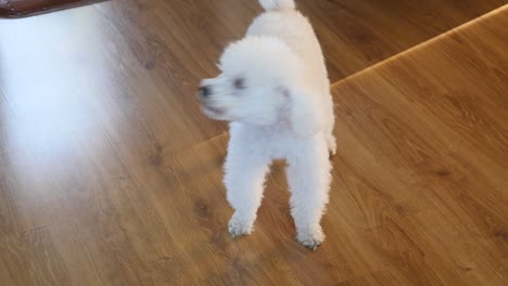 un caniche blanco ladrando en la casa