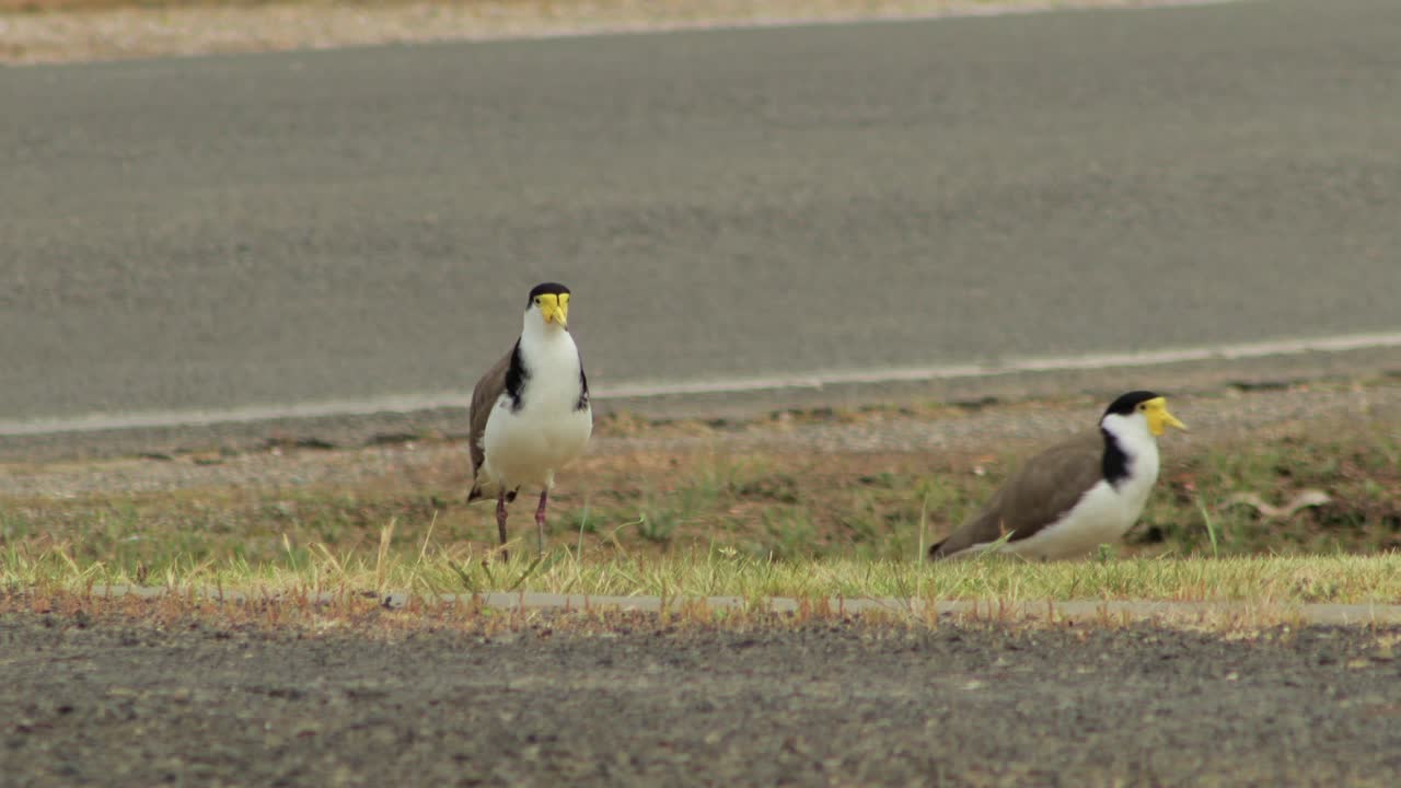 도로  ⁇ 에 서 있는 가면화 된 lapwing plover 새 들