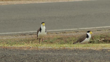 masked lapwing plover birds standing next to road