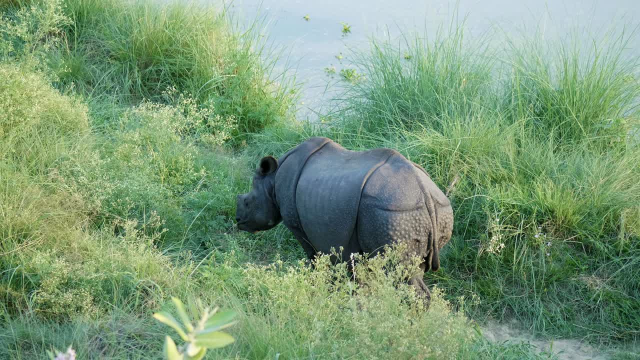 코소는 푸른 풀을 먹습니다. 네팔의 치트완 국립공원.