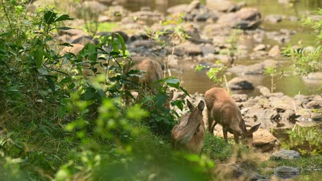 four eld's deer grazing an chewing cud at a river's edge with rocks and still water and a gentle breeze