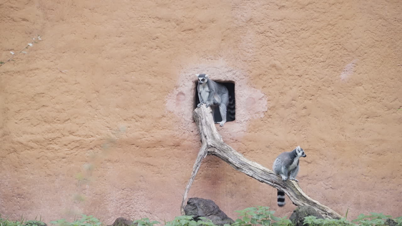 Lemur family in zoo, handheld view