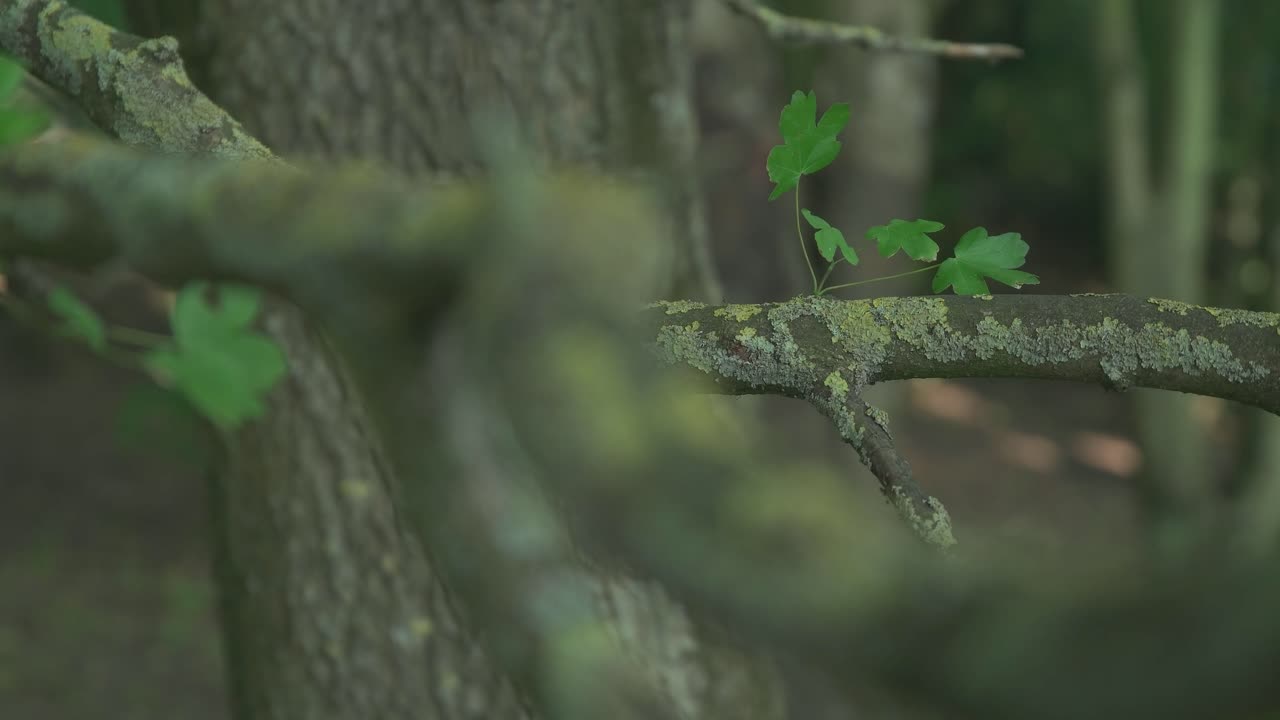 숲에서 푸른 나무 근접 촬영