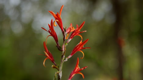 flowers in the jungle of nairobi, kenya