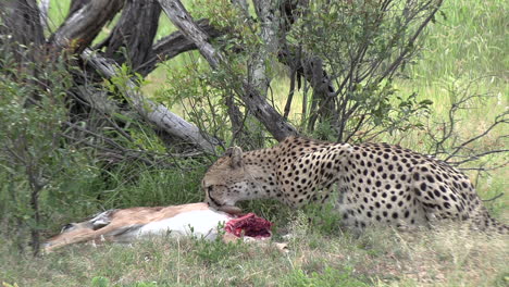 Ein-Gepard-Sitzt-Aufrecht-Und-Sucht-Die-Gegend-Ab,-Bevor-Er-Seine-Frisch-Erlegte-Beute-Frisst