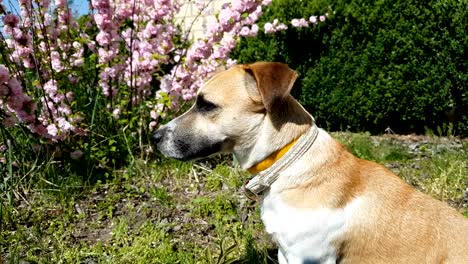 red dog playing on the spring summer garden. sunny day. shallow depth of field.