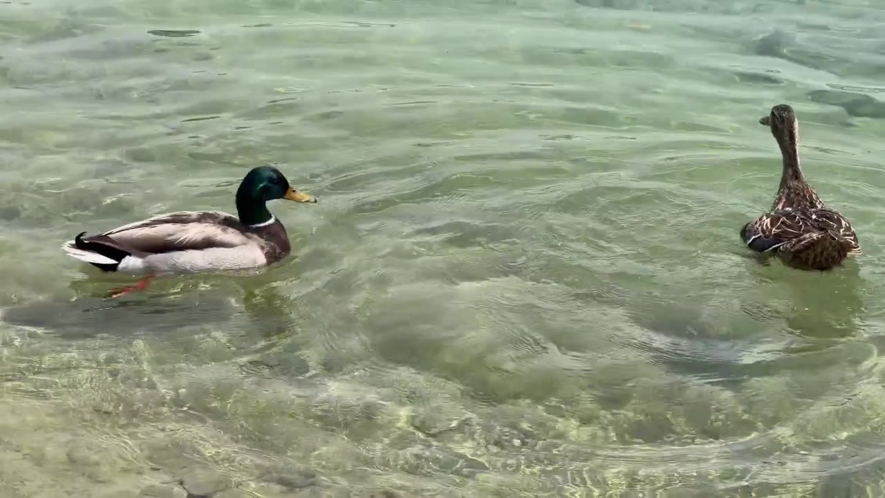 Anatre germano reale maschio e femmina nuotano e interagiscono in acqua limpida e poco profonda con increspature naturali.