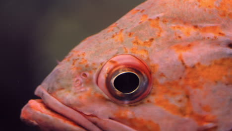 close up of a canary rockfish