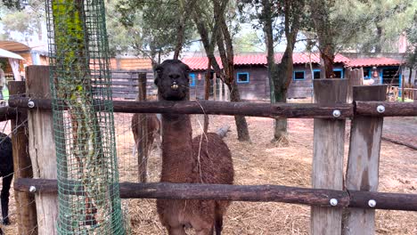 Vista-Cercana-De-Llamas-De-Aspecto-Gruñón-Para-Intimidar-A-Los-Turistas.