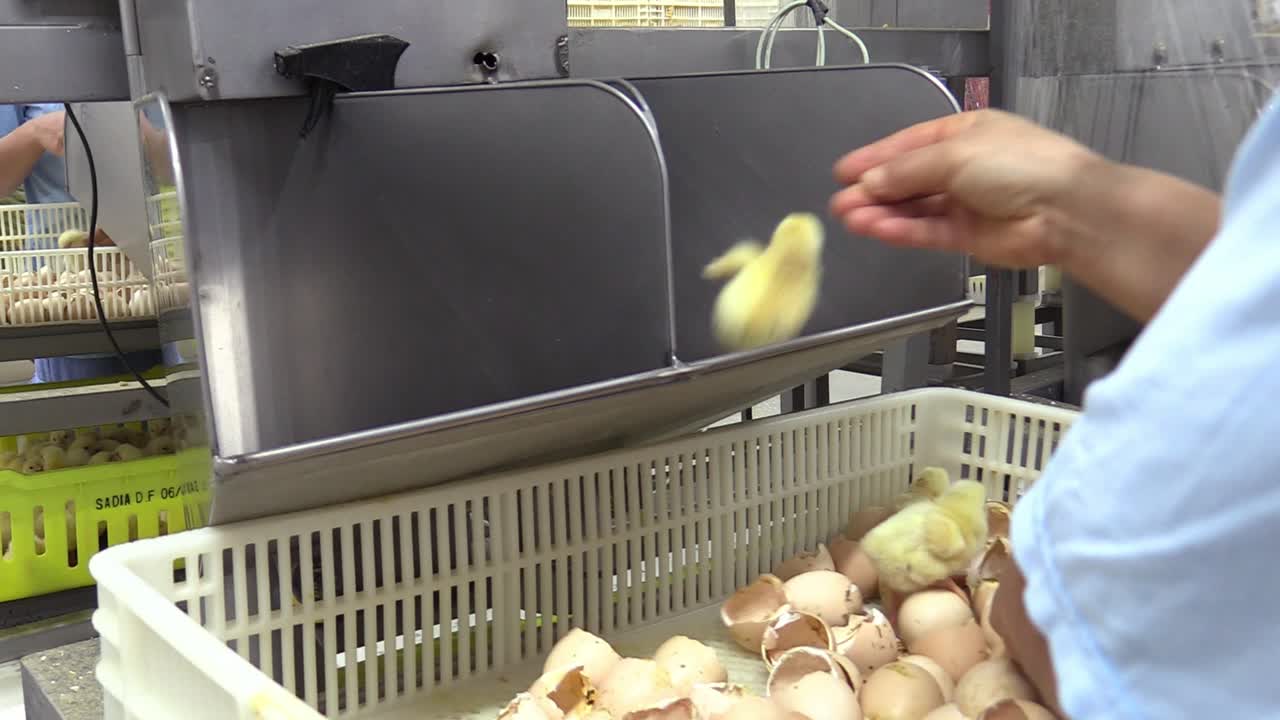 Close up of a worker selecting newborn chicks in a poultry breeding house