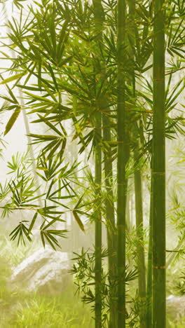 close up of bamboo stalks in a foggy forest